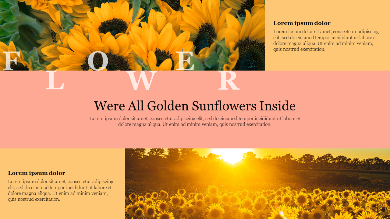 Free - Beautiful Sunflower Templates Download For Presentation